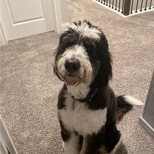 Meet your Posher, Diego